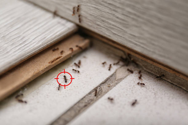 Best Residential Pest Control  in Lake Wildwood, CA