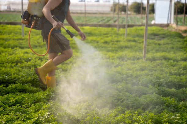 Wasp Removal Services in Lake Wildwood, CA
