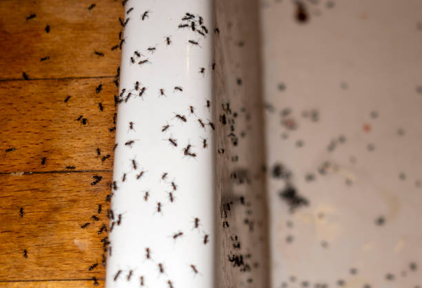Best Cockroach Control Services  in Lake Wildwood, CA