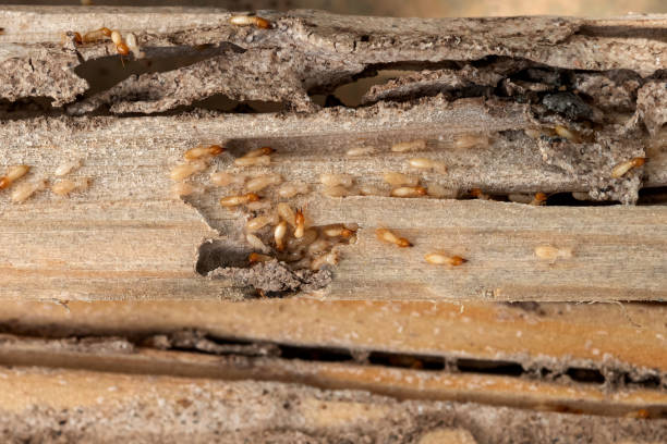 Best Ant Control Services  in Lake Wildwood, CA