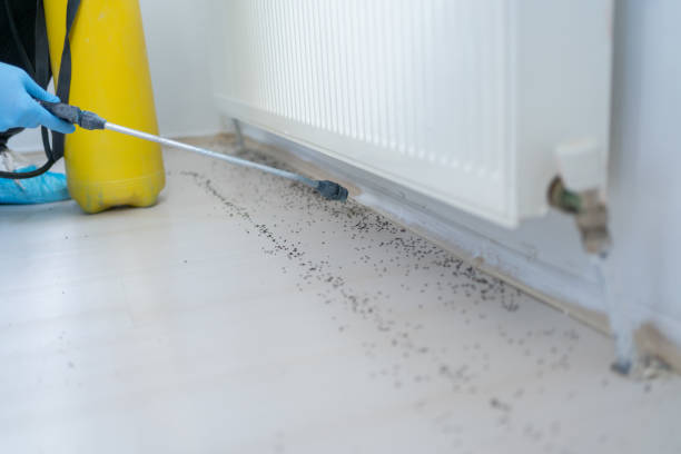 Best Pest Control Near Me in Lake Wildwood, CA