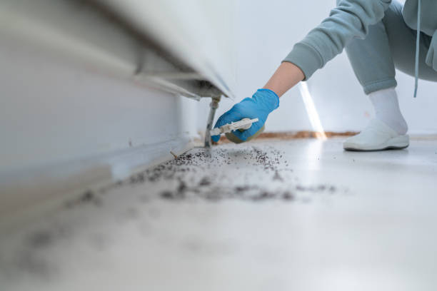 Professional Pest Control in Lake Wildwood, CA